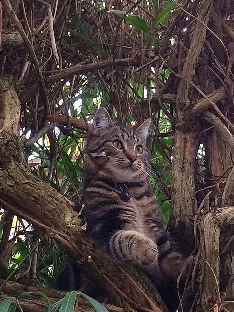 Mélo a rejoint le concours — aidez-le/la à gagner de superbes lots ! branch, carnivore, cat, fawn, felidae, forest, fur, grass, groundcover, jungle, plant, small_to_medium_sized_cats, snout, terrestrial_animal, terrestrial_plant, tree, trunk, twig, whiskers, wood