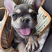 Coco joined the competition — help win amazing prizes! french_bulldog, puppy, dog, handbag, car_seat, tongue_out, smiling, pet, cute, close_up, happy, canine, leather, chain_collar, paw, inside, animal, domestic_animal, fashion_accessory, seat