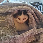 Ollie participe au concours pour gagner de l'argent avec cette photo : cat, towel, cozy, indoor, resting, sleepy, pet, fur, white, black, soft, blanket, comfort, relaxation, nap, wrapped, cute, animal, home, closeup