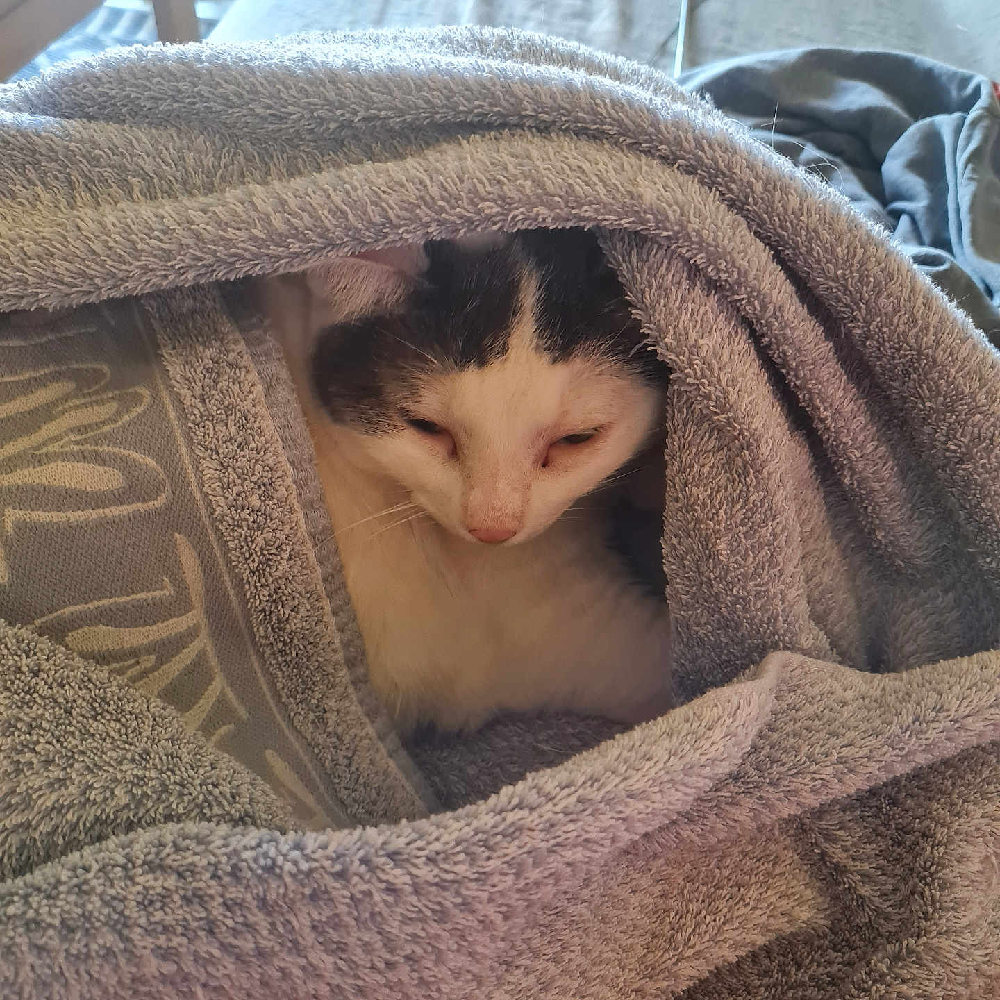 Ollie participe au concours pour gagner de l'argent avec cette photo : animal, black, blanket, cat, closeup, comfort, cozy, cute, fur, home, indoor, nap, pet, relaxation, resting, sleepy, soft, towel, white, wrapped