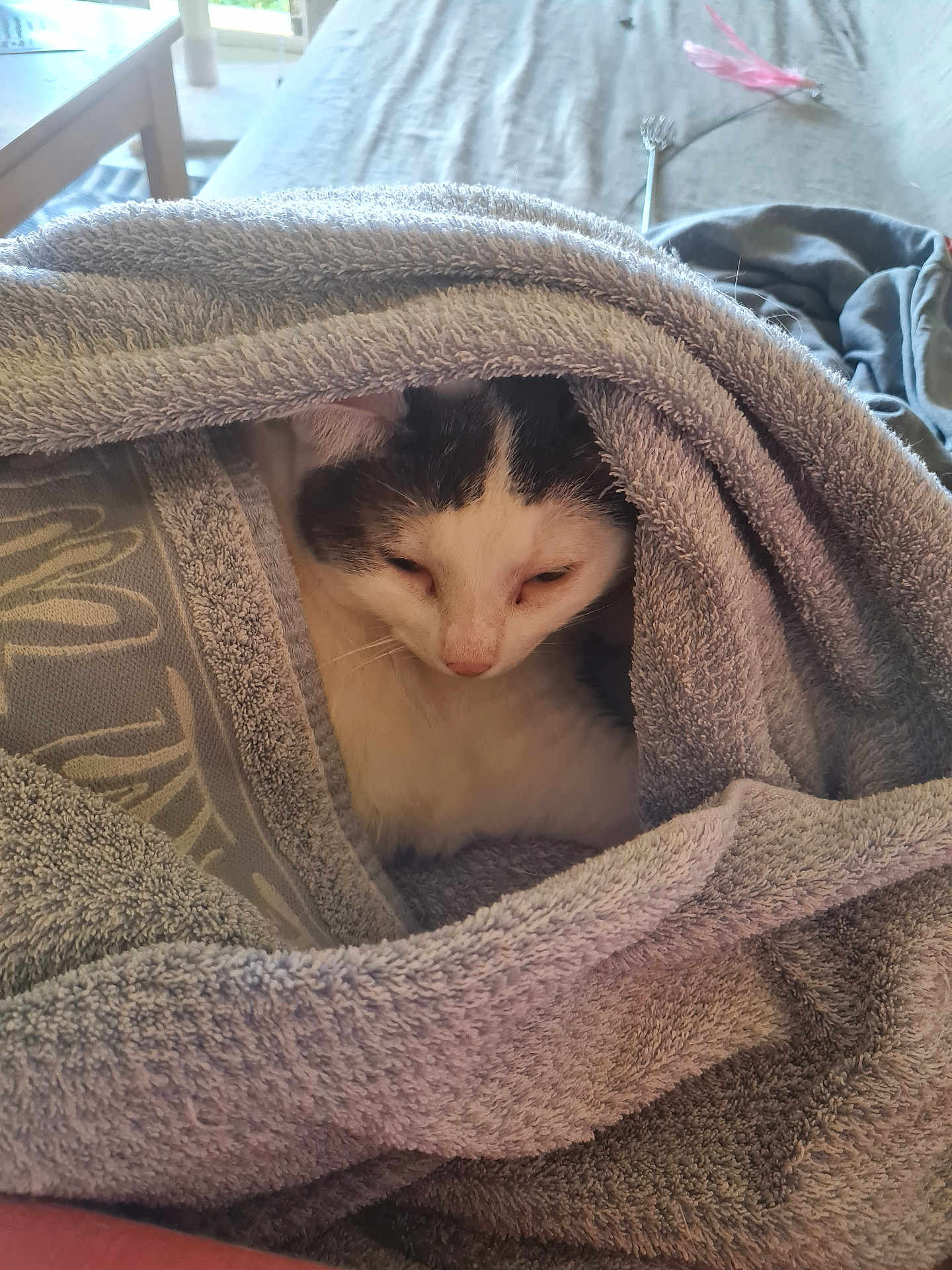 Ollie participe au concours pour gagner de l'argent avec cette photo : cat, towel, cozy, indoor, resting, sleepy, pet, fur, white, black, soft, blanket, comfort, relaxation, nap, wrapped, cute, animal, home, closeup