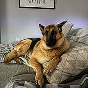 Caesar is registered to the contest to win money with this photo: dog, german_shepherd, pet, couch, pillow, blanket, plaid_blanket, wall_sign, script_text, living_room, cozy, relaxed, paws, fur, gaze, portrait, home_interior, decorative_pillow, neutral_wall, throw_blanket