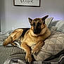dog, german_shepherd, pet, couch, pillow, blanket, plaid_blanket, wall_sign, script_text, living_room, cozy, relaxed, paws, fur, gaze, portrait, home_interior, decorative_pillow, neutral_wall, throw_blanket