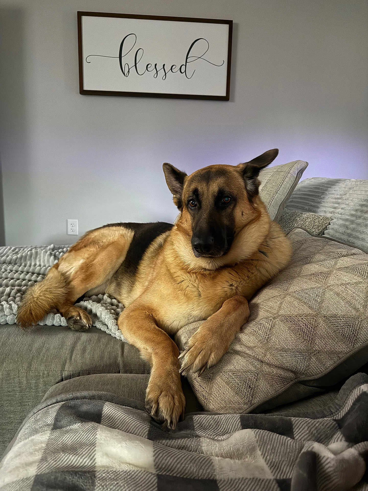Caesar is registered to the contest to win money with this photo: dog, german_shepherd, pet, couch, pillow, blanket, plaid_blanket, wall_sign, script_text, living_room, cozy, relaxed, paws, fur, gaze, portrait, home_interior, decorative_pillow, neutral_wall, throw_blanket