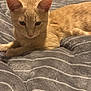 Simba is registered to the contest to win money with this photo: animal, bed, blanket, cat, cozy, cute, ears, feline, fur, ginger_cat, gray_blanket, home, indoor, pet, relaxed, resting, soft_texture, striped_blanket, whiskers, wooden_dresser