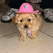 Diamond is registered to the contest to win money with this photo: animal, bell, centered, closeup, collar, cowboy_hat, cute, dog, fluffy, footwear, fur, home, indoors, leash, pet, pink_hat, portrait, puppy, slippers, tile_floor