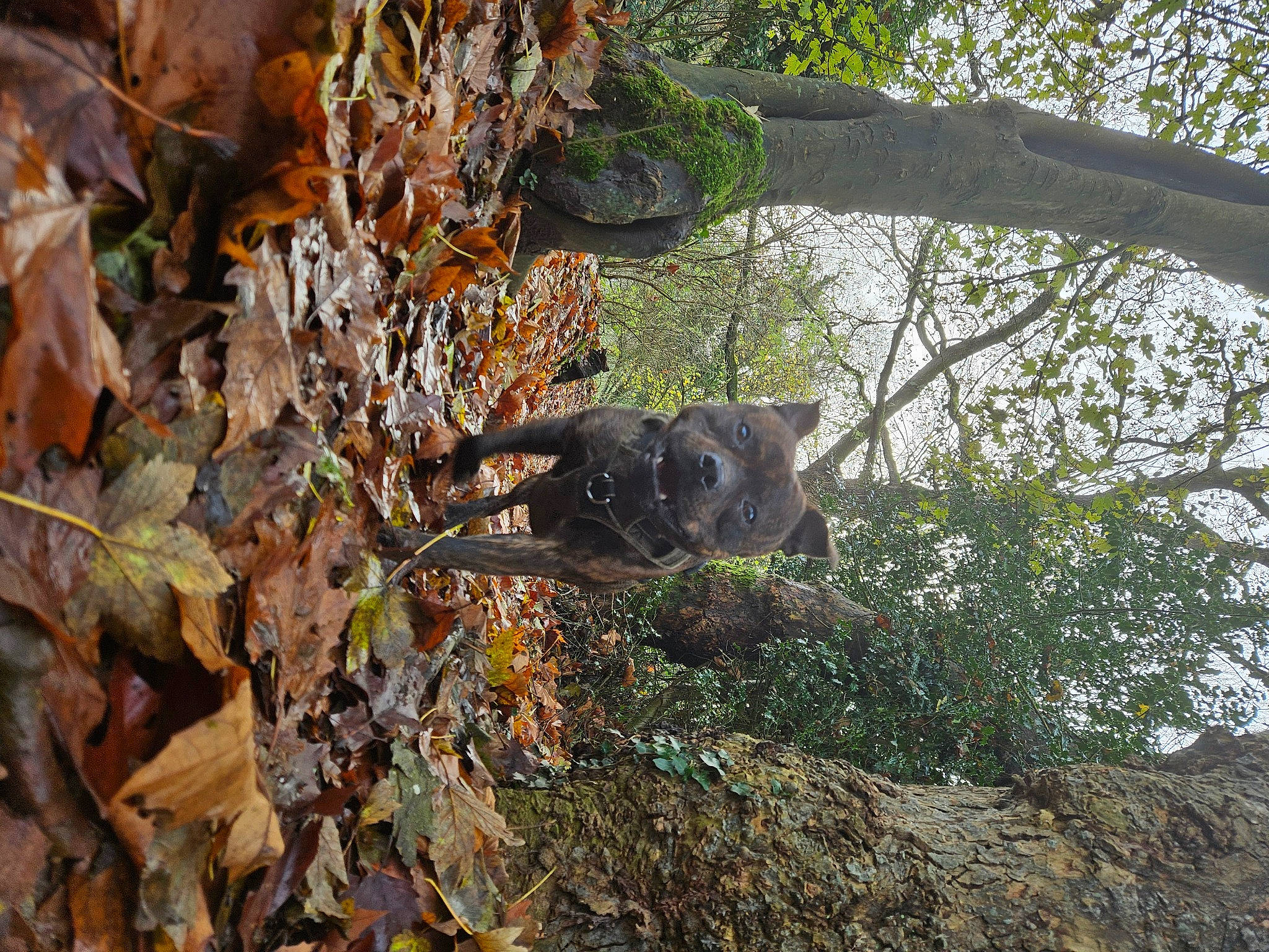 Yugo participe au concours pour gagner de l'argent avec cette photo : camouflage, deciduous, felidae, forest, grass, jungle, northern_hardwood_forest, plant, plant_stem, rock, soil, temperate_broadleaf_and_mixed_forest, terrestrial_animal, tree, trunk, twig, wildlife, wood, woodland