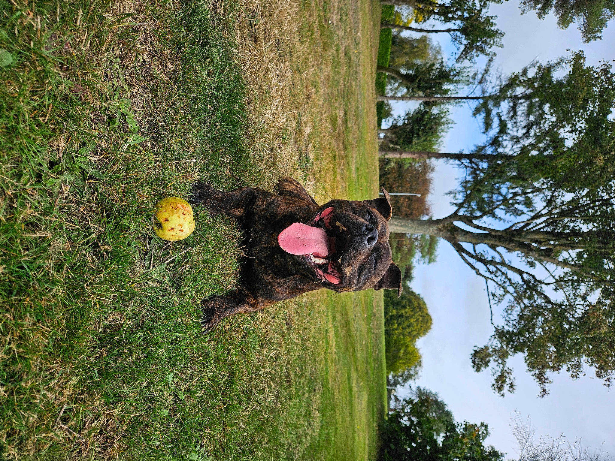 Yugo participe au concours pour gagner de l'argent avec cette photo : forest, fun, grass, grassland, groundcover, jungle, landscape, people_in_nature, plant, recreation, shrub, sky, soil, terrestrial_plant, tree, trunk, twig, wood, woodland, woody_plant