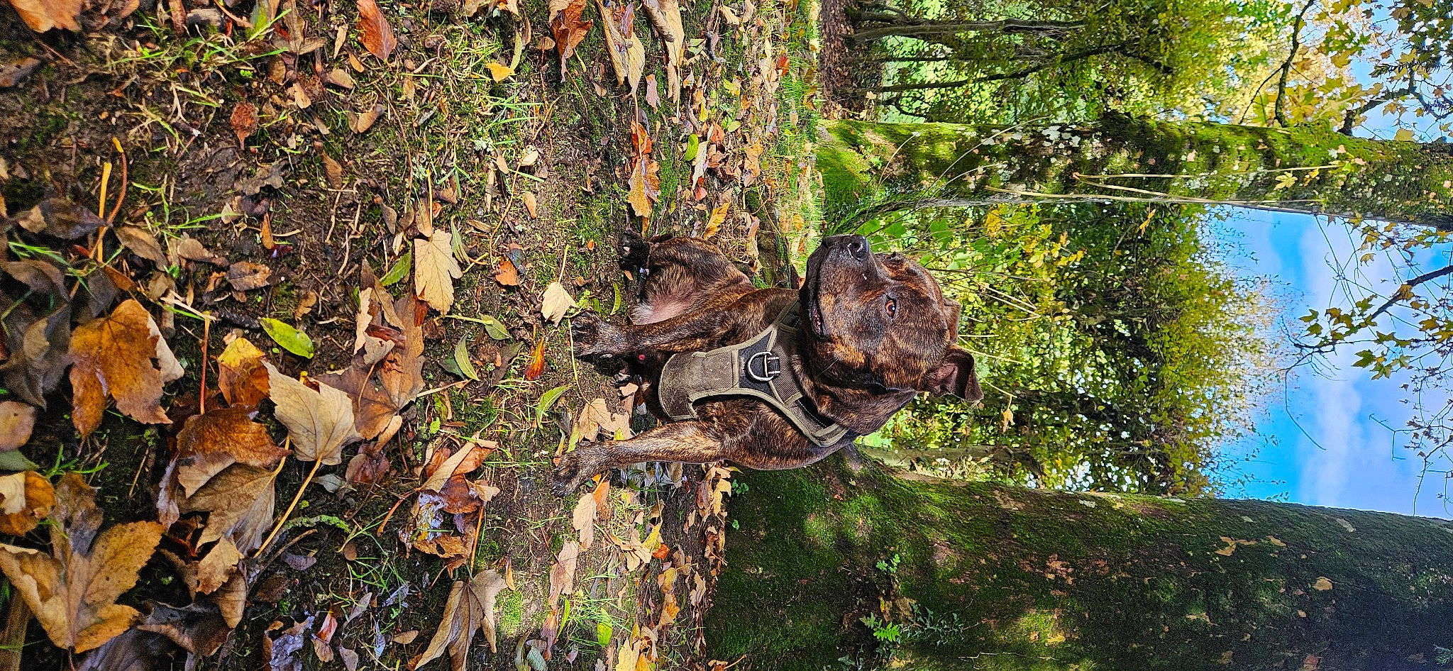 Yugo participe au concours pour gagner de l'argent avec cette photo : camouflage, forest, grass, groundcover, hat, natural_landscape, plant, reflection, soil, sporting_group, terrestrial_animal, tire, tree, trunk, twig, water, wildlife, wood, woodland, working_animal