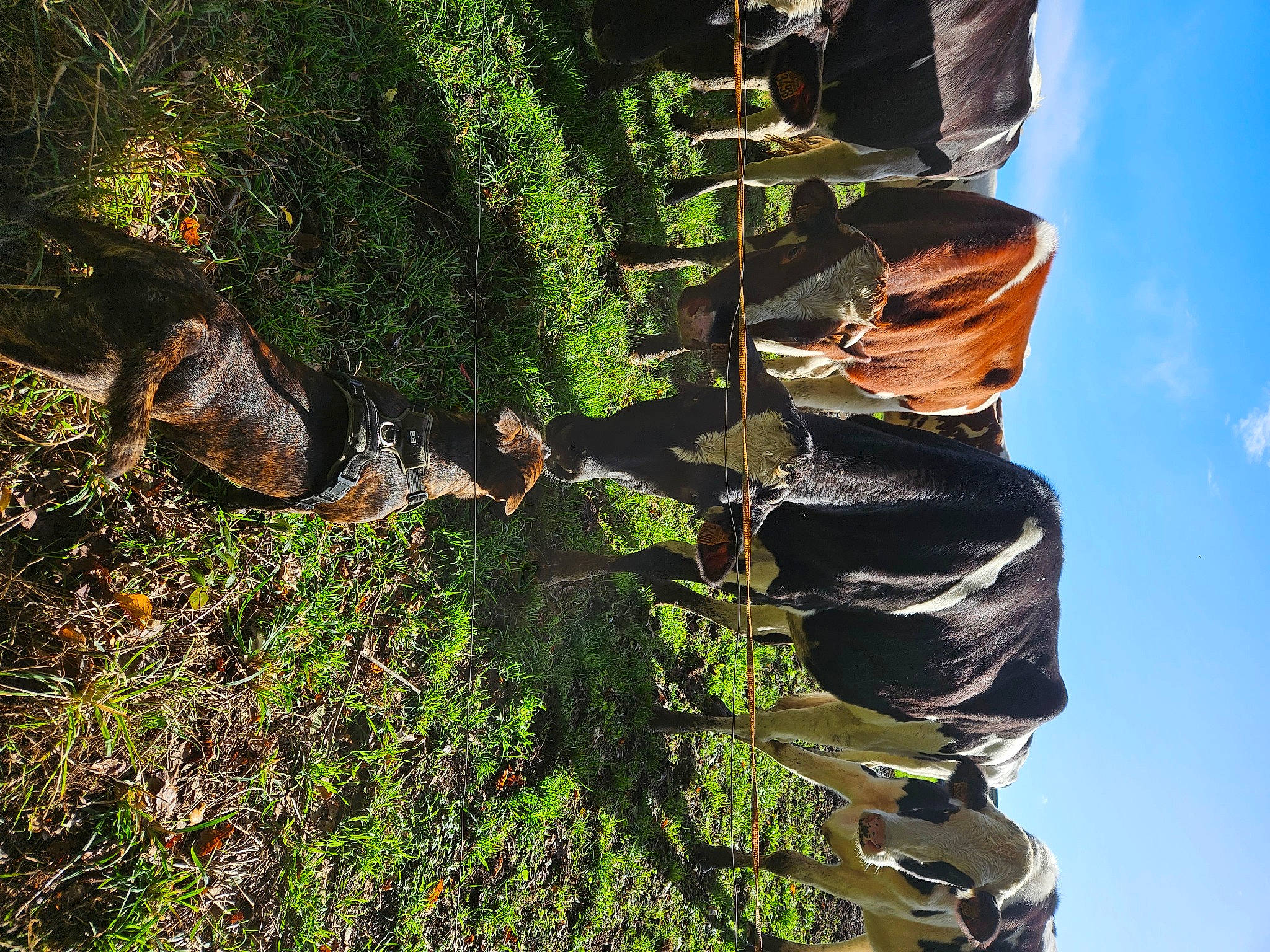 Yugo participe au concours pour gagner de l'argent avec cette photo : cloud, forest, grass, groundcover, landscape, natural_environment, organism, plant, rock, shadow, sky, tree, trunk, vegetation, wilderness, wood, woody_plant
