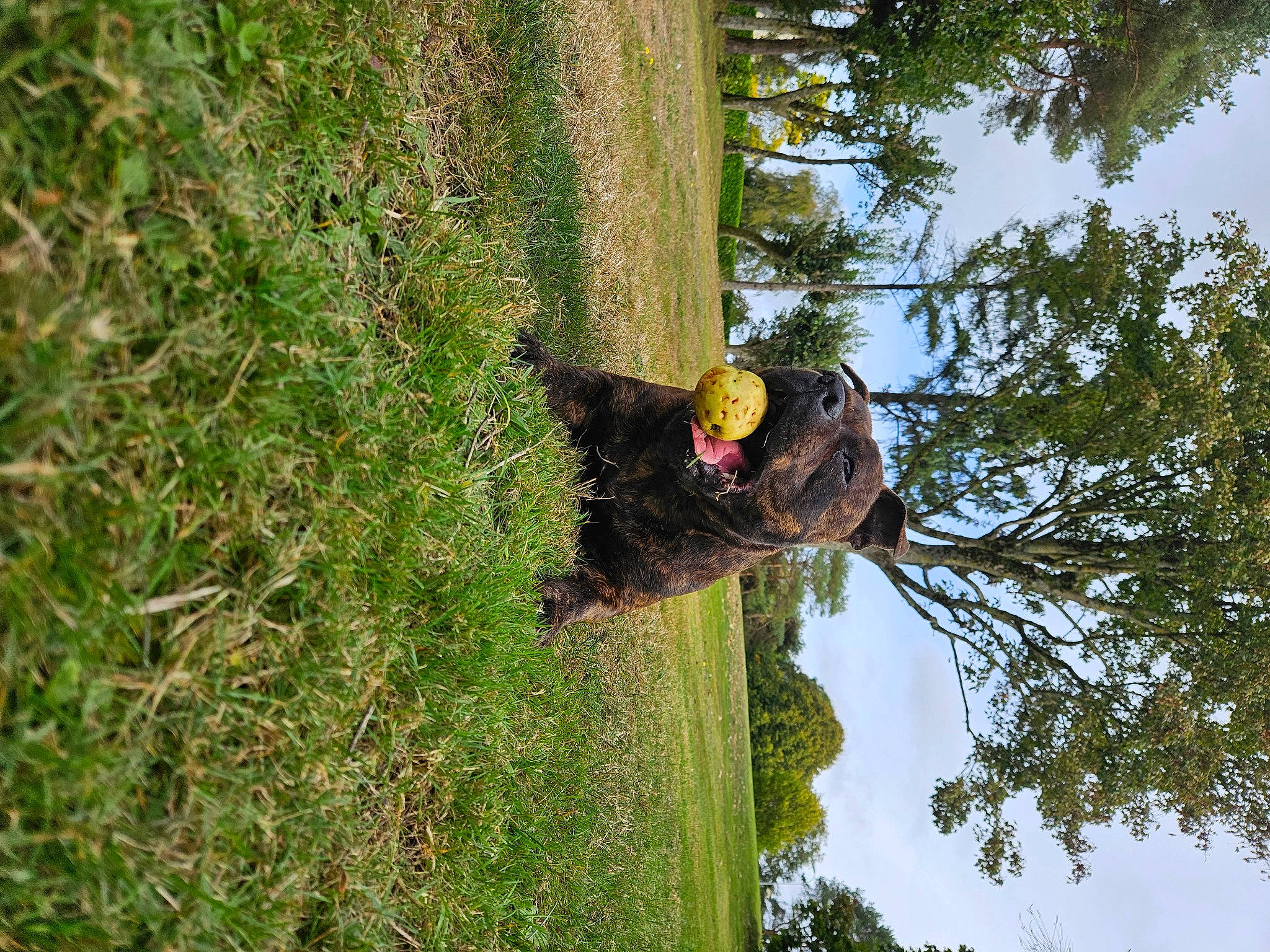 Yugo a rejoint le concours — aidez-le/la à gagner de superbes lots ! forest, grass, groundcover, jungle, landscape, natural_landscape, old_growth_forest, plant, plant_stem, rainforest, shrub, sky, temperate_broadleaf_and_mixed_forest, terrestrial_plant, tree, trunk, twig, wildlife, wood, woody_plant