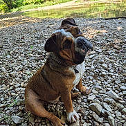 Marielle Cabut participe au concours pour gagner de l'argent avec cette photo : dog, outdoor, river, rocks, nature, greenery, water, pet, canine, collar, sitting, head_tilt, forest, daylight, animal, mammal, brown, white, curious, landscape