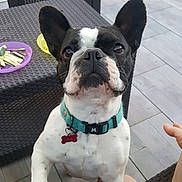 Mila participe au concours pour gagner de l'argent avec cette photo : american_bulldog, boston_terrier, bow_tie, bulldog, canidae, carnivore, collar, companion_dog, dog, dog_breed, dog_collar, french_bulldog, mammal, molosser, non_sporting_group, rare_breed_dog, snout, sporting_group, toy_bulldog, vertebrate