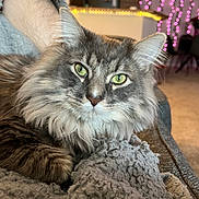 Pluto joined the competition — help win amazing prizes! cat, fluffy, gray, green_eyes, close_up, indoor, blanket, cozy, relaxed, pet, feline, fur, whiskers, face, animal, home, soft_lighting, background_blur, decor, pink_lights