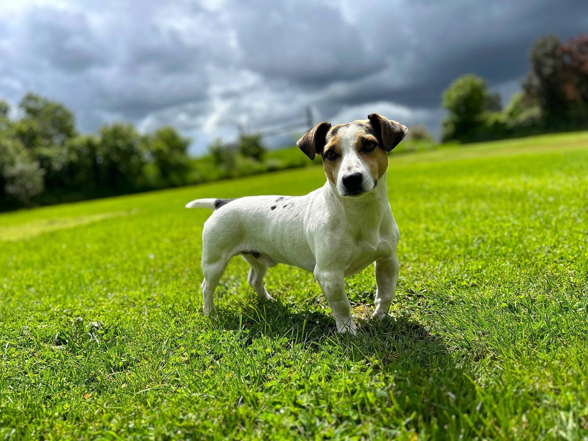 Popeye participe au concours pour gagner de l'argent avec cette photo : ball, carnivore, cloud, companion_dog, dog, dog_breed, fawn, field, grass, grassland, groundcover, happy, landscape, natural_landscape, pasture, plant, sky, tail, terrier, tree