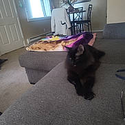 Midnight joined the competition — help win amazing prizes! black_cat, cat, couch, blanket, chair, jacket, window, mirror, table, vase, flowers, indoor, living_room, carpet, furniture, relaxing, pet, home_decor, daylight, cozy