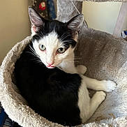 Munchkin joined the competition — help win amazing prizes! cat, black_and_white, pet, feline, resting, cozy, cat_bed, indoor, cute, fur, whiskers, ears, green_eyes, soft_texture, relaxed, animal, comfortable, home, portrait, looking_up