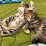 kitten, cat, animal, pet, cute, feline, fur, tabby, playful, relaxed, bed, blanket, green, indoor, young, two, companions, resting, cozy, domestic
