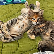 Baloo John a rejoint le concours — aidez-le/la à gagner de superbes lots ! cat, kitten, pets, animal, cute, feline, tabby, fur, whiskers, ears, eyes, bedspread, green, quilt, resting, playful, domestic, companions, young, indoor