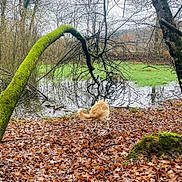 Grö a rejoint le concours — aidez-le/la à gagner de superbes lots ! dog, forest, moss, tree, fallen_leaves, pond, water, outdoor, nature, autumn, canine, bark, branch, overcast, wildlife, mossy_tree, brown_leaves, animal, scenery, landscape