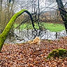 dog, forest, moss, tree, fallen_leaves, pond, water, outdoor, nature, autumn, canine, bark, branch, overcast, wildlife, mossy_tree, brown_leaves, animal, scenery, landscape