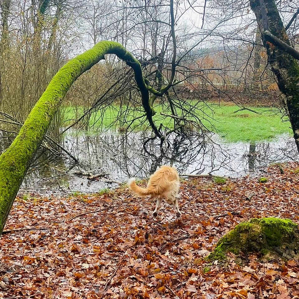 Grö