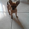 Lola participe au concours pour gagner de l'argent avec cette photo : animal, chihuahua, companion, curious, cute, dog, domestic_animal, ears, floor, indoor, pet, puppy, reflection, shadow, small_dog, standing, tile_floor, tile_lines, tiny, young_dog