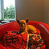 Lola a rejoint le concours — aidez-le/la à gagner de superbes lots ! alert, animal, blanket, canine, chihuahua, colorful, cozy, cute, dog, domestic, furniture, great_britain, indoor, living_room, natural_light, pet, red_chair, resting, small_dog, window