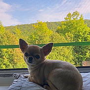 Lola participe au concours pour gagner de l'argent avec cette photo : animal, chihuahua, cozy, cute, dog, forest, greenery, indoor, nature, outdoor, pet, pillow, portrait, relaxed, resting, screen, sky, small_dog, sunlight, window
