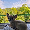 animal, chihuahua, cozy, cute, dog, forest, greenery, indoor, nature, outdoor, pet, pillow, portrait, relaxed, resting, screen, sky, small_dog, sunlight, window