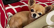 Lola a rejoint le concours — aidez-le/la à gagner de superbes lots ! animal, blanket, canine, chihuahua, comfort, cozy, cushion, cute, dog, ears, face, fur, home, indoor, pet, red_pattern, relaxing, resting, sleepy, small_dog