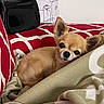 animal, blanket, canine, chihuahua, comfort, cozy, cushion, cute, dog, ears, face, fur, home, indoor, pet, red_pattern, relaxing, resting, sleepy, small_dog