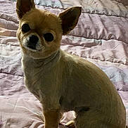 Lola a rejoint le concours — aidez-le/la à gagner de superbes lots ! dog, chihuahua, pet, bed, bedding, indoor, small_dog, animal, cute, fur, ears, sitting, looking, curious, domestic, companion, blanket, resting, household, canine