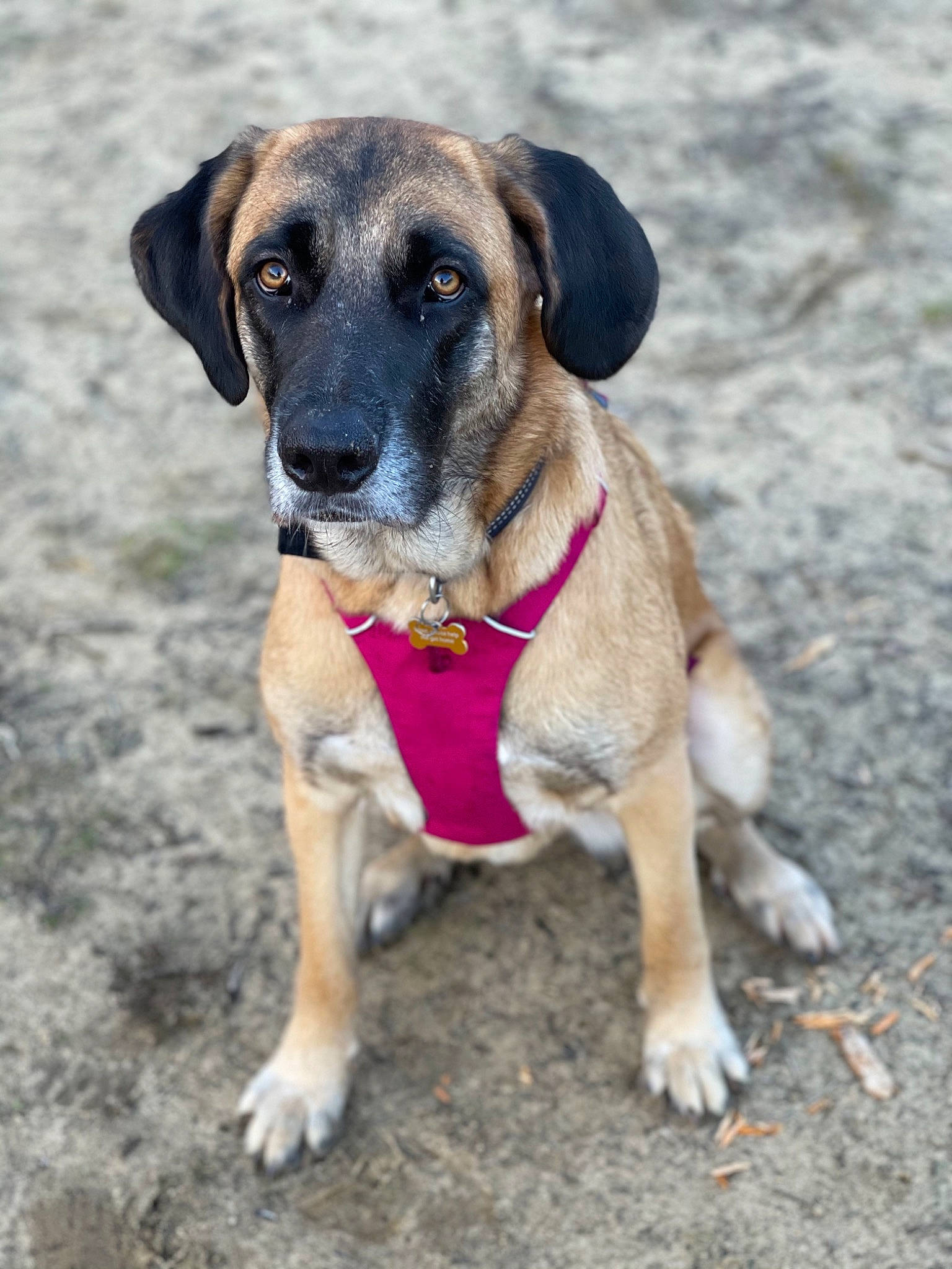 Poppy is registered to the contest to win money with this photo: canidae, carnivore, collar, companion_dog, dog, dog_breed, dog_collar, fawn, guard_dog, hound, hunting_dog, paw, plant, road_surface, snout, soil, sporting_group, street_dog, working_animal, working_dog