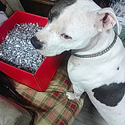 Daisy joined the competition — help win amazing prizes! animal, black_spots, candies, chain_collar, chair, close_up, curious, dog, domestic_animal, floor, furniture, household, indoor, pet, plaid_pattern, red_box, side_view, silver_wrapping, white_dog, wood_floor