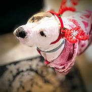 Daisy joined the competition — help win amazing prizes! dog, pet, antlers, costume, pink_clothing, indoor, blurred_background, animal, cute, holiday, festive, looking_up, floor_rug, white_dog, black_nose, canine, domestic_animal, soft_lighting, portrait, decorative