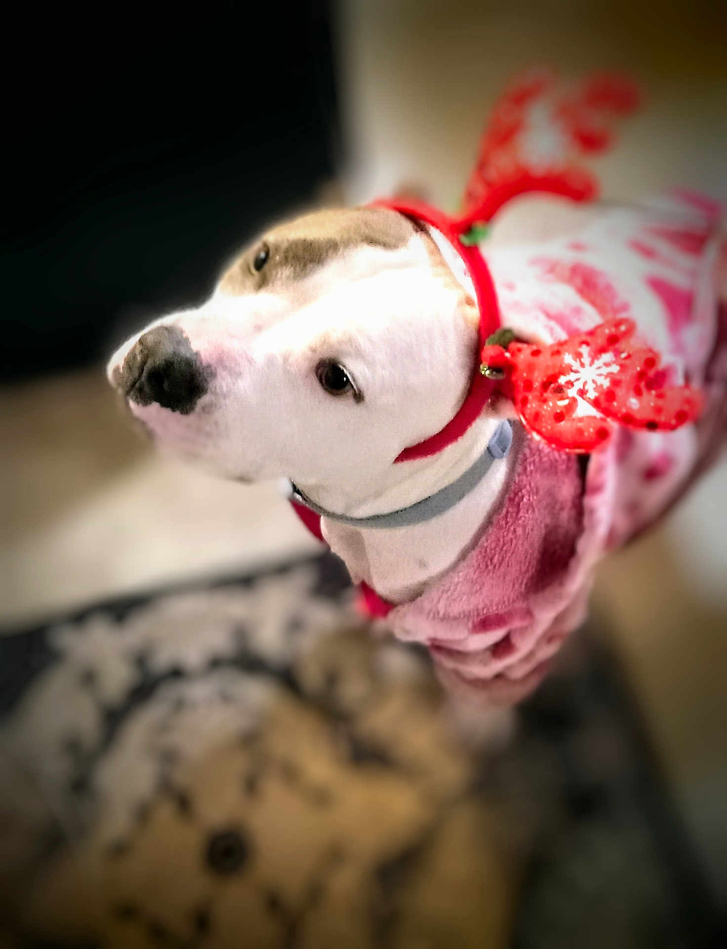Daisy joined the competition — help win amazing prizes! dog, pet, antlers, costume, pink_clothing, indoor, blurred_background, animal, cute, holiday, festive, looking_up, floor_rug, white_dog, black_nose, canine, domestic_animal, soft_lighting, portrait, decorative