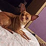 Lil Man is registered to the contest to win money with this photo: dog, small_dog, tan_dog, bed, indoor, pet, ears, looking_at_camera, curious, resting, furniture, room, purple_wall, doorframe, sleeping_area, home, animal, canine, laying_down, domestic