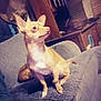 Lil Man joined the competition — help win amazing prizes! dog, small_dog, tan_dog, couch, indoor, furniture, ears, alert, pet, living_room, wooden_furniture, seated, looking_away, cozy, home, domestic_animal, animal, canine, side_view, textured_fabric