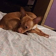 Lil Man is registered to the contest to win money with this photo: dog, brown_dog, bed, indoor, resting, animal, pet, curious, small_dog, furniture, room, floor, wall, doorframe, lying_down, canine, domestic_animal, bedspread, sleepy, ears_up