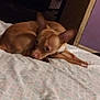 dog, brown_dog, bed, indoor, resting, animal, pet, curious, small_dog, furniture, room, floor, wall, doorframe, lying_down, canine, domestic_animal, bedspread, sleepy, ears_up