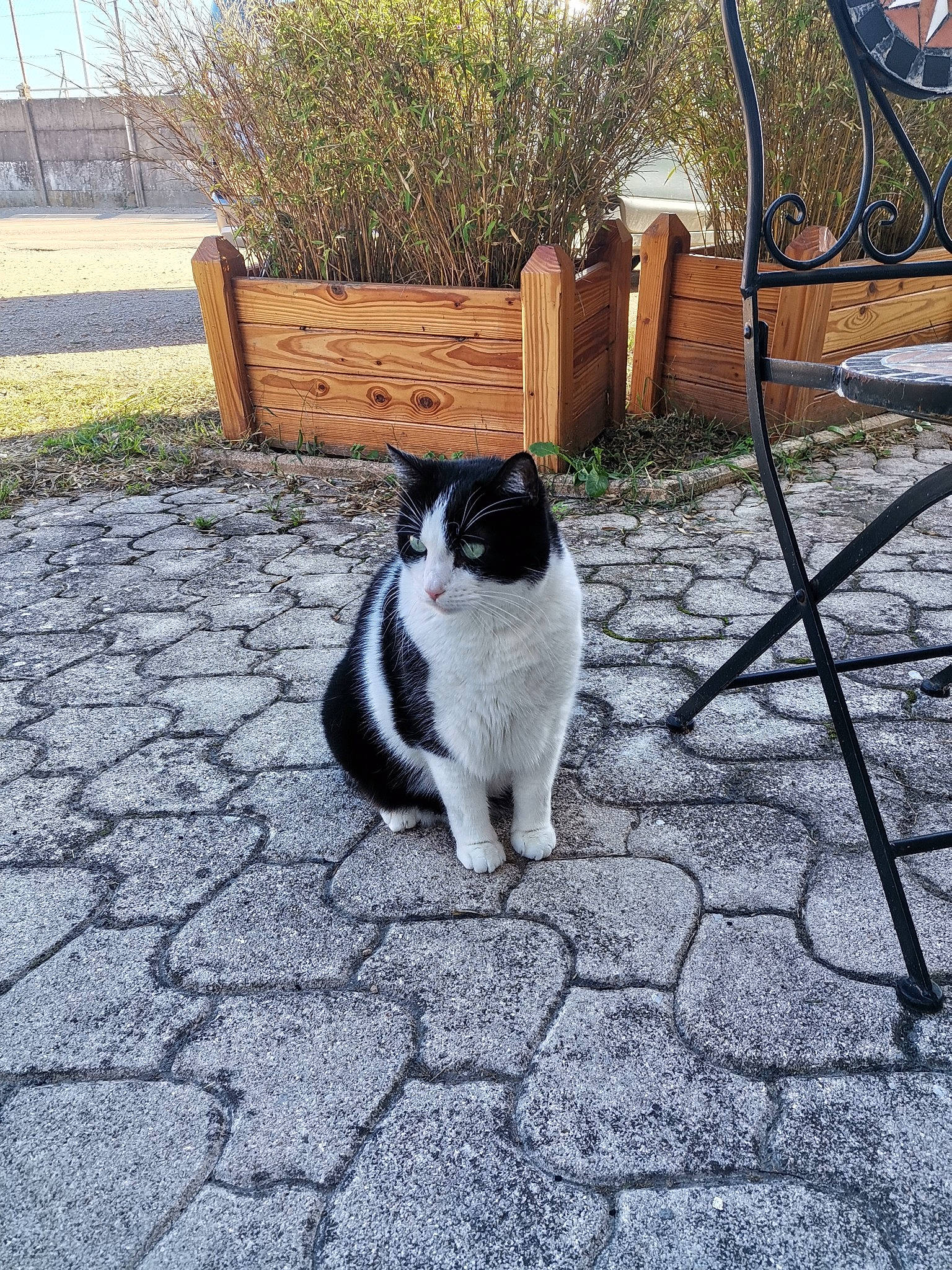 Chaton participe au concours pour gagner de l'argent avec cette photo : asphalt, carnivore, cat, felidae, flagstone, flooring, flowerpot, fur, grass, grey, landscape, outdoor_furniture, plant, road_surface, sidewalk, small_to_medium_sized_cats, tail, tree, whiskers, wood