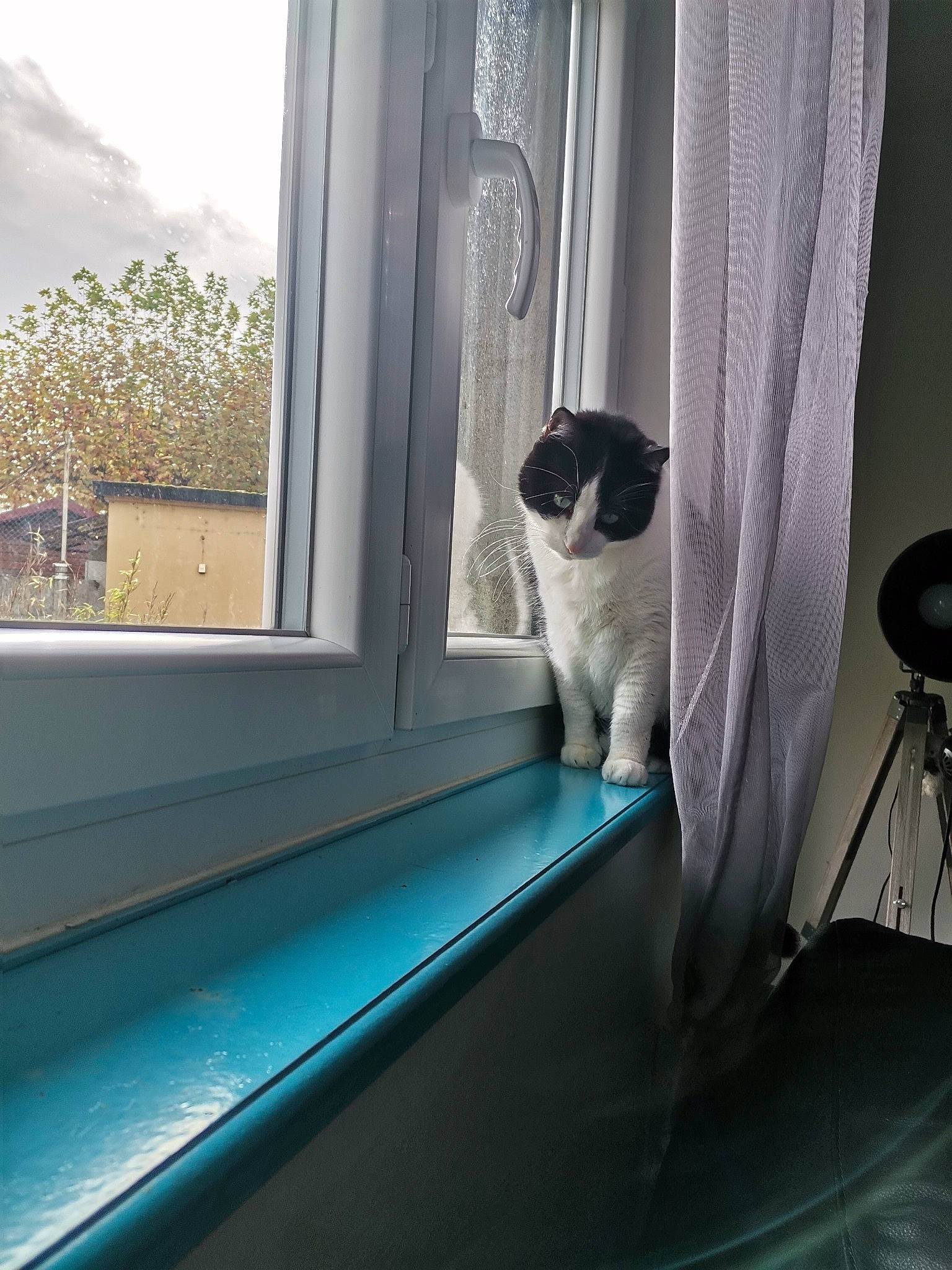 Chaton a rejoint le concours — aidez-le/la à gagner de superbes lots ! automotive_exterior, carnivore, cloud, comfort, companion_dog, curtain, dog, dog_breed, fixture, glass, interior_design, room, shade, sky, tail, tints_and_shades, vehicle_door, window, window_treatment, windshield