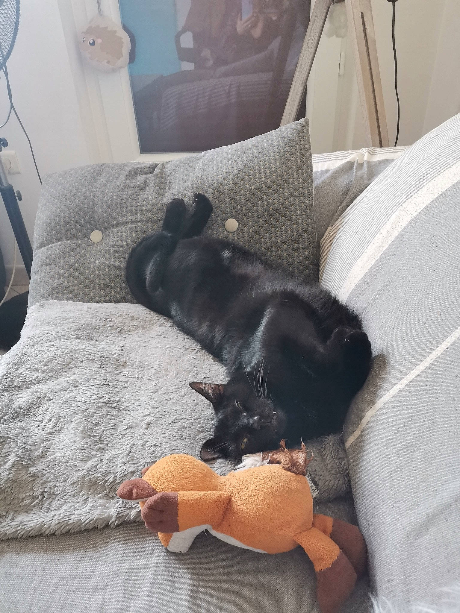 Mojito a rejoint le concours — aidez-le/la à gagner de superbes lots ! carnivore, comfort, companion_dog, couch, dog_breed, felidae, floor, flooring, fur, grey, hardwood, linens, mammal, room, small_to_medium_sized_cats, tail, textile, tints_and_shades, window, wood