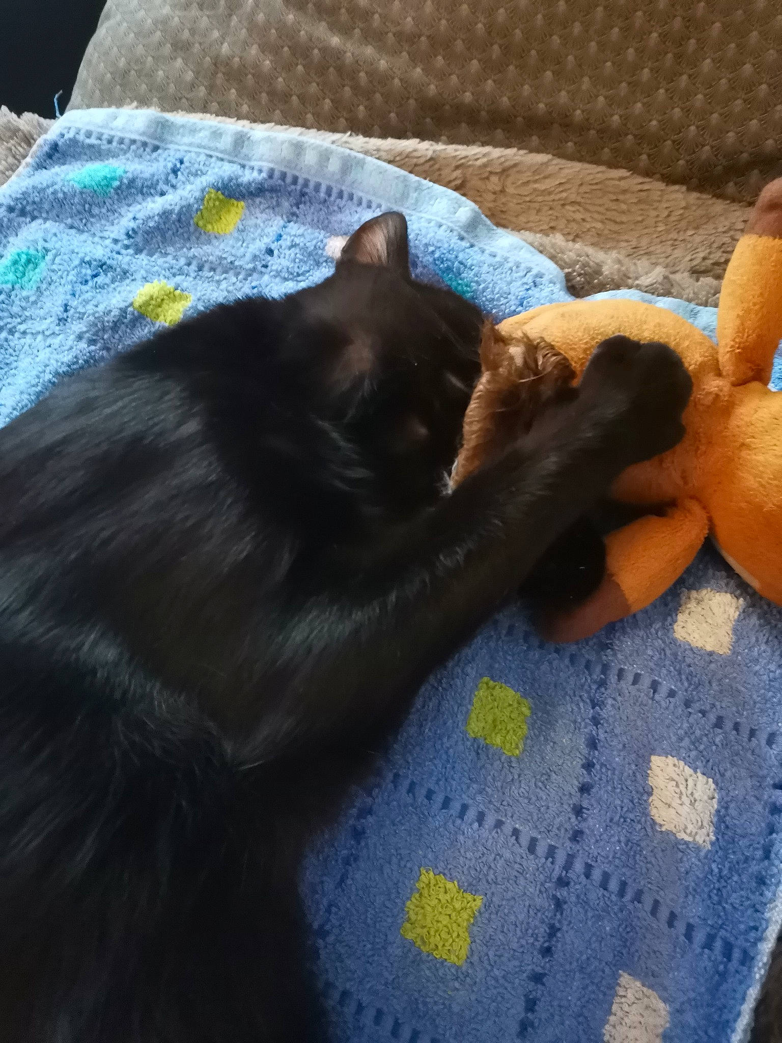 Mojito participe au concours pour gagner de l'argent avec cette photo : black_cat, bombay, canidae, carnivore, cat, claw, comfort, companion_dog, dog_breed, domestic_short_haired_cat, felidae, flooring, fur, grey, linens, paw, small_to_medium_sized_cats, sporting_group, tail, whiskers