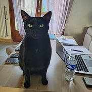 Mojito a rejoint le concours — aidez-le/la à gagner de superbes lots ! black_cat, cat, pet, indoor, table, laptop, water_bottle, remote_control, phone, curtains, window, natural_light, wooden_table, houseplant, living_room, furniture, paper, pen, technology, domestic