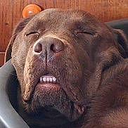Tokyo a rejoint le concours — aidez-le/la à gagner de superbes lots ! animal, brown_dog, close_up, dog, floppy_ears, funny, fur, grinning, indoor, muzzle, nose, pet, portrait, resting, shaggy_fur, sleeping, sleepy, teeth, tennis_ball, wooden_background