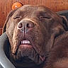 dog, brown_dog, close_up, sleeping, sleepy, funny, grinning, teeth, nose, muzzle, fur, shaggy_fur, floppy_ears, tennis_ball, pet, animal, indoor, wooden_background, portrait, resting