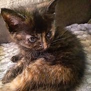 Bandit joined the competition — help win amazing prizes! kitten, cat, tortoiseshell, furry, sleeping, cuddly, cute, animal, pet, close_up, portrait, blue_eyes, whiskers, ears, paws, blanket, indoors, cozy, brown_fur, black_fur