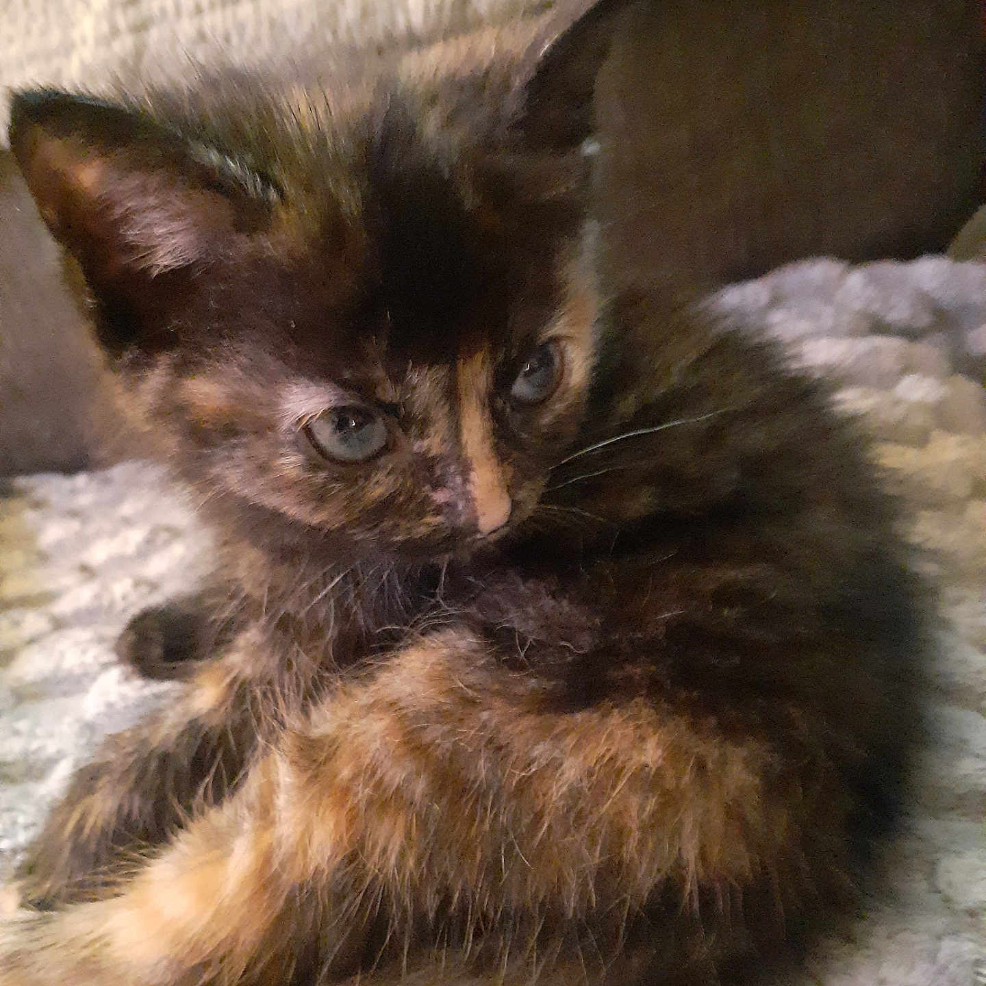 Bandit joined the competition — help win amazing prizes! kitten, cat, tortoiseshell, furry, sleeping, cuddly, cute, animal, pet, close_up, portrait, blue_eyes, whiskers, ears, paws, blanket, indoors, cozy, brown_fur, black_fur